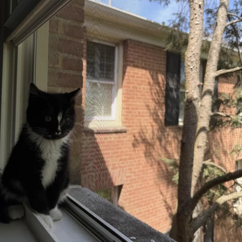 A baby small-sized female Black Domestic Short Hair cat named Claire for adoption in Silver Spring, MD