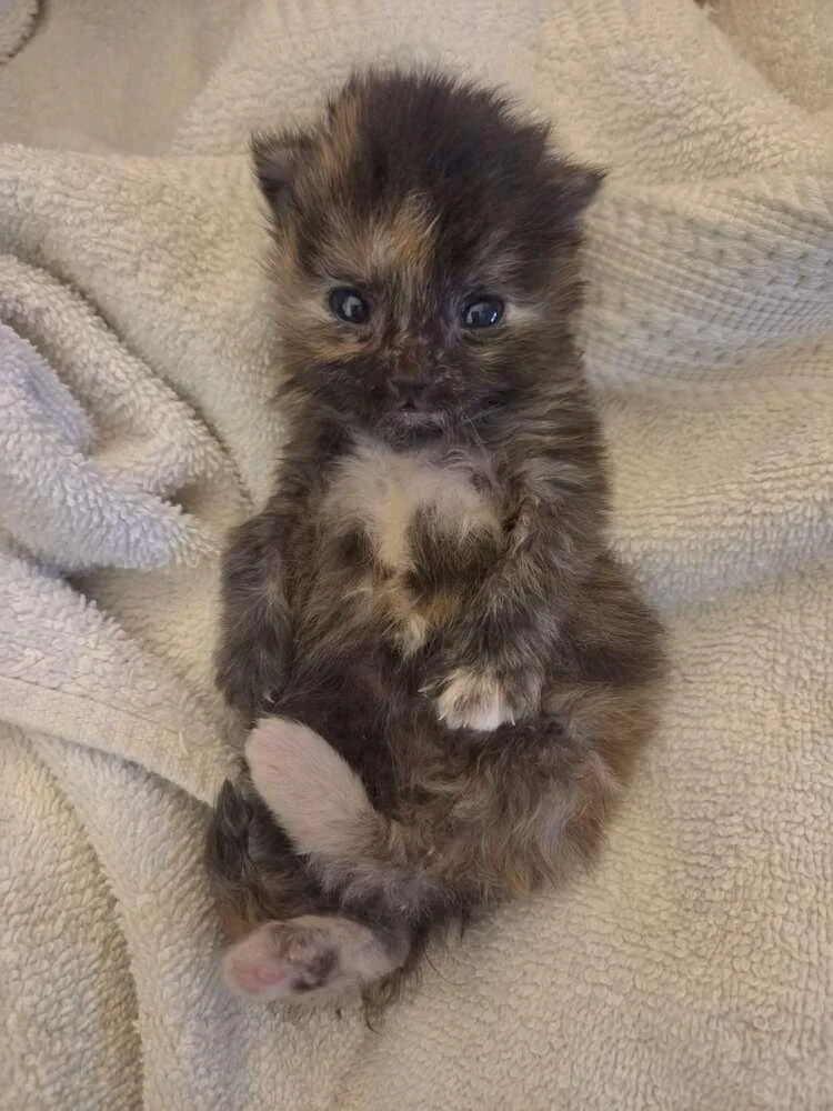 A baby small-sized female Tortoiseshell Domestic Short Hair cat named Chewie Beltz for adoption in Peoria, IL