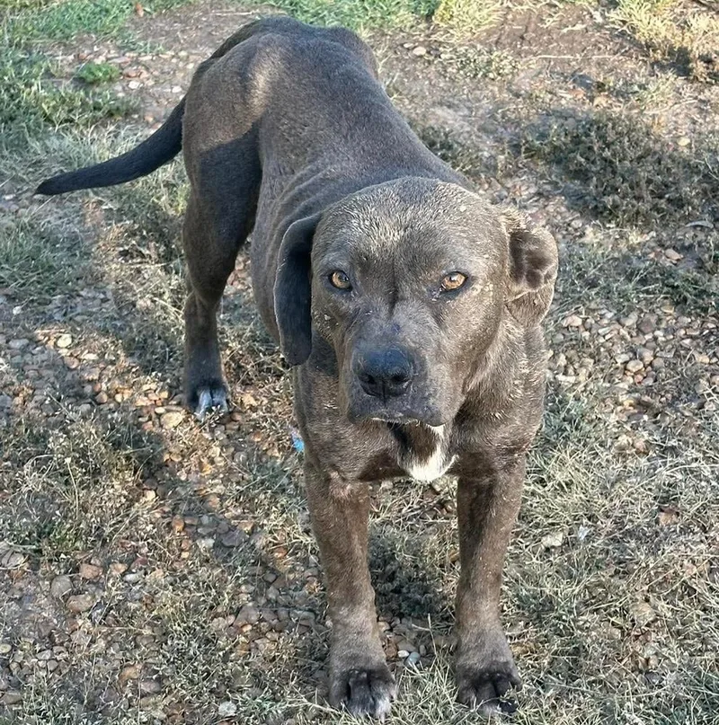 An adult medium-sized female Gray / Blue / Silver American Staffordshire Terrier dog named Lila Grace for adoption in Long Island City, NY