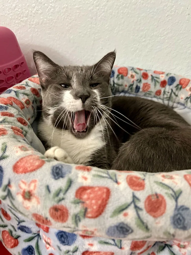 Greyson K thumbnail 2