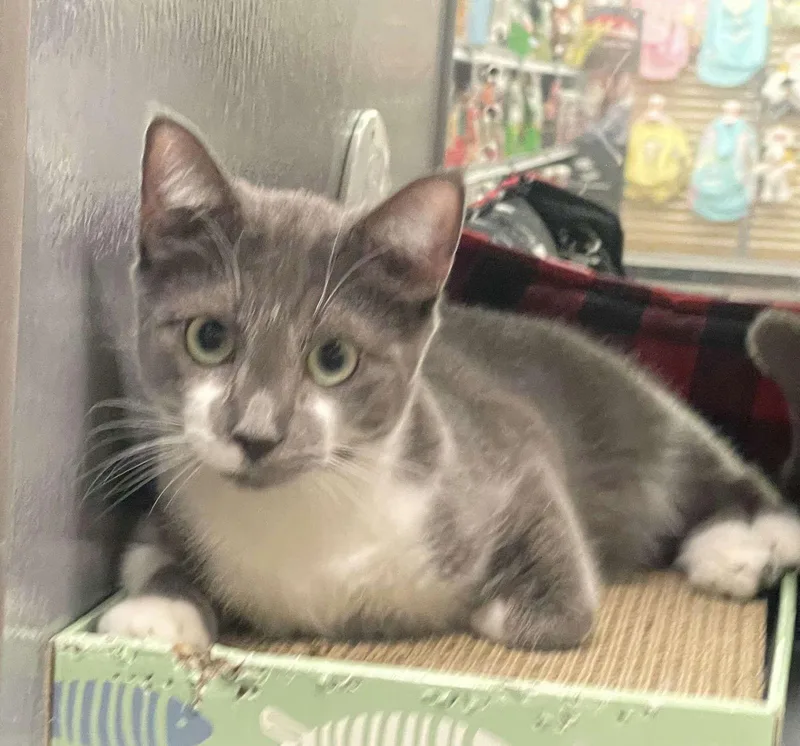 Greyson K thumbnail 3