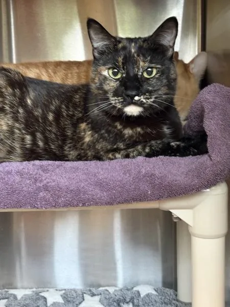 Mittens