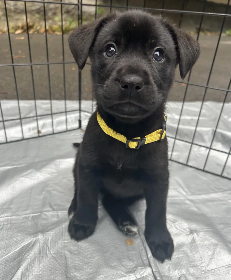 A baby large-sized female Black Labrador Retriever dog named Lady & Sonny for adoption in Buffalo, NY