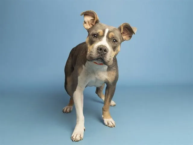 An adult medium-sized female Pit Bull Terrier dog named Lady for adoption in Phoenix, AZ