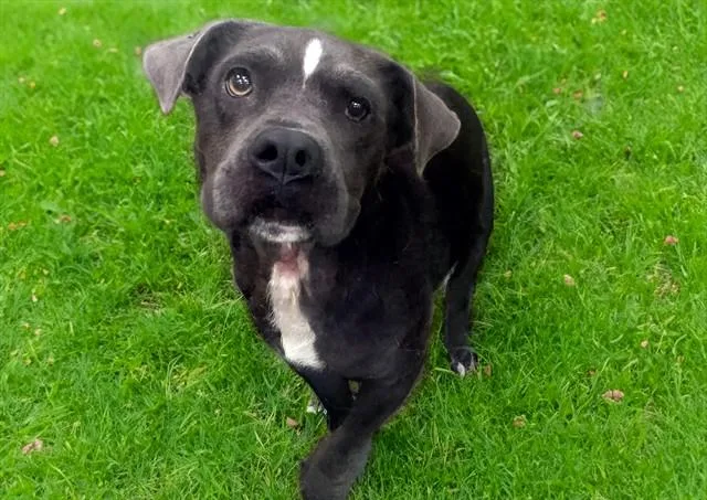A young medium-sized female Pit Bull Terrier dog named Bitsy for adoption in Fort Lauderdale, FL