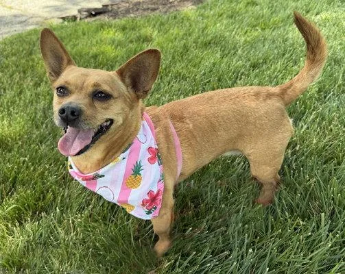 An adult medium-sized female Corgi dog named Dena for adoption in Arlington, VA
