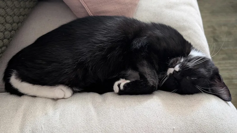 A baby medium-sized male Black & White / Tuxedo Domestic Short Hair cat named Vicencio Walton for adoption in Philadelphia, PA