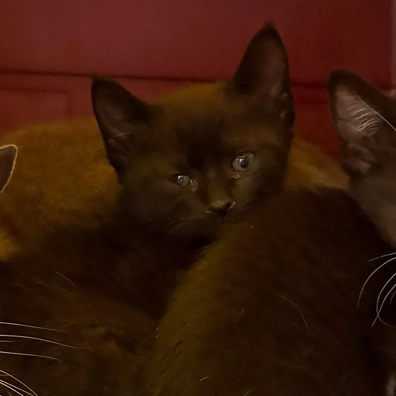 A baby small-sized female Black Domestic Short Hair cat named Chip for adoption in Philadelphia, PA