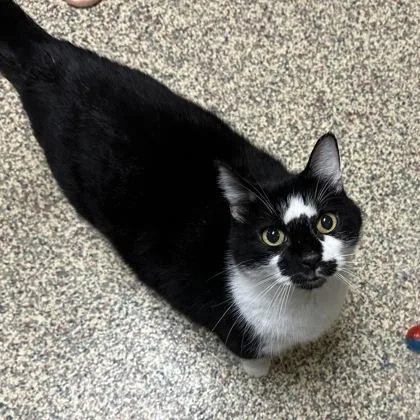 A senior large-sized male Domestic Short Hair cat named Spooky for adoption in Merriam, KS