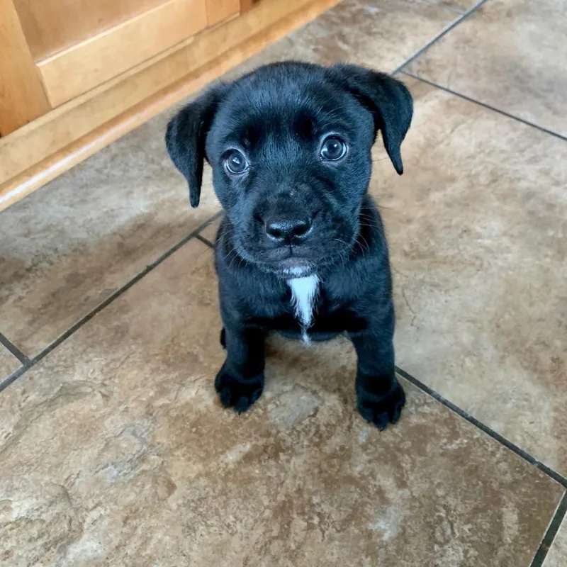 Arya