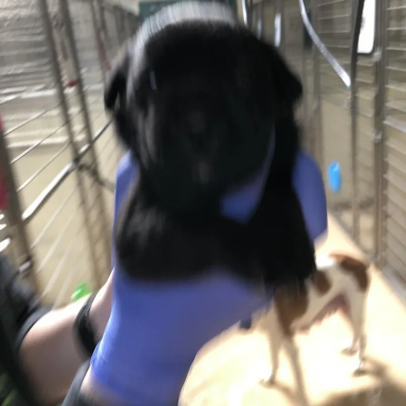 Arya thumbnail 3