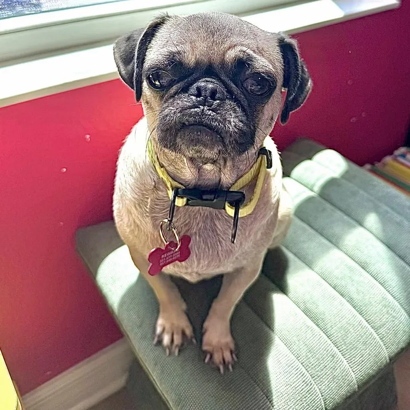 An adult small-sized female Pug dog named Bonnie for adoption in Orlando, FL