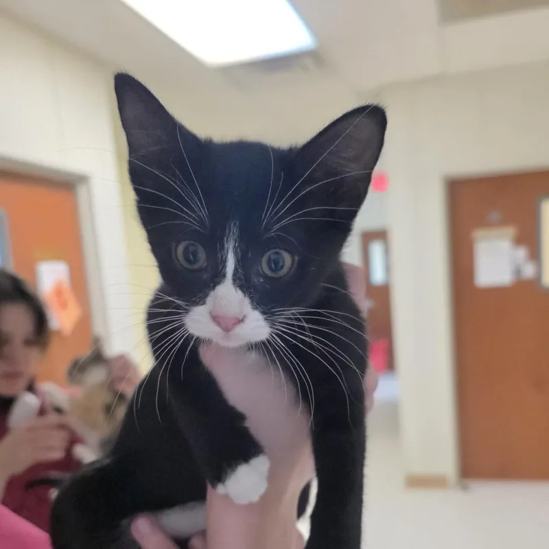 A baby small-sized male Black Domestic Short Hair cat named Julian for adoption in Midland, TX