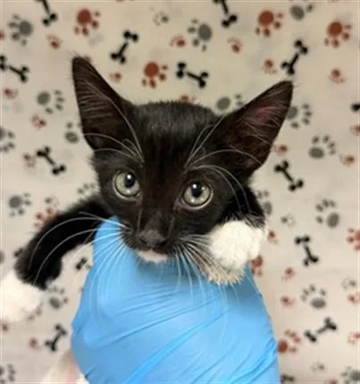 A baby small-sized female Domestic Short Hair cat named A for adoption in Riverside, CA
