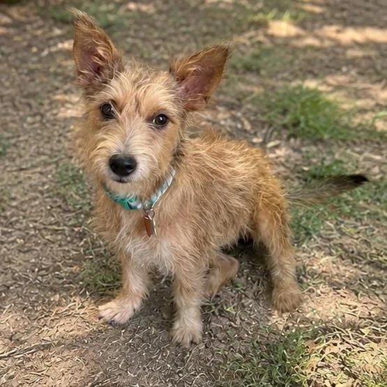A young small-sized female Brown / Chocolate Terrier dog named Hazel for adoption in Bessemer, AL