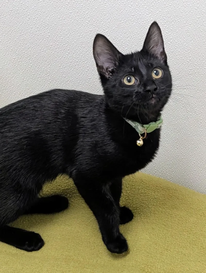 A baby large-sized female Black Domestic Short Hair cat named Jodi for adoption in Springfield, IL