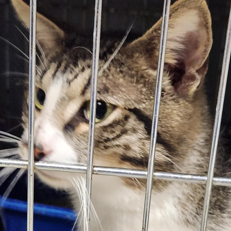 An adult small-sized male Brown / Chocolate Domestic Short Hair cat named Cyrus C for adoption in Corsicana, TX