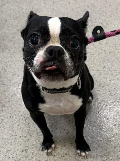 An adult small-sized female Boston Terrier dog named Solene for adoption in Fishers, IN