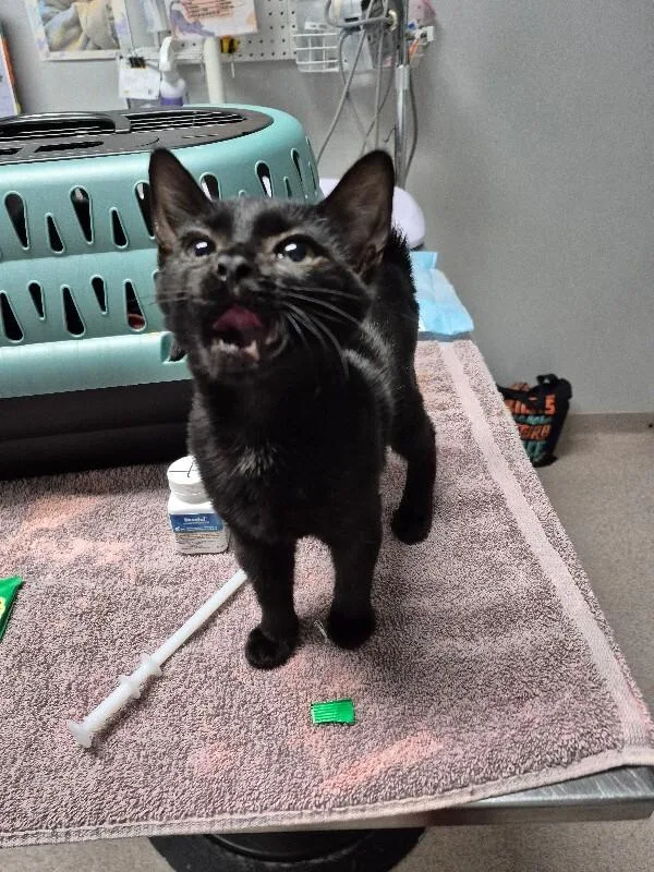 A young medium-sized female Black Domestic Short Hair cat named Ororo for adoption in Marietta, GA