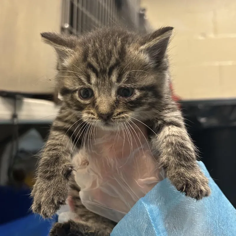 A baby small-sized male Brown / Chocolate Domestic Medium Hair cat named Wyatt for adoption in Charleston, WV