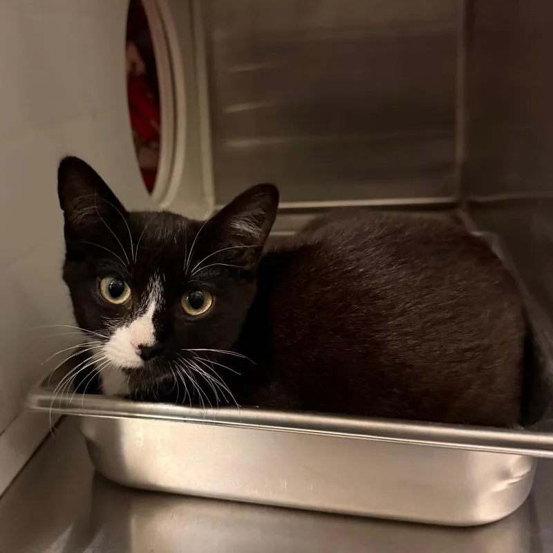 A baby small-sized female Black Domestic Short Hair cat named Florence for adoption in Council Bluffs, IA