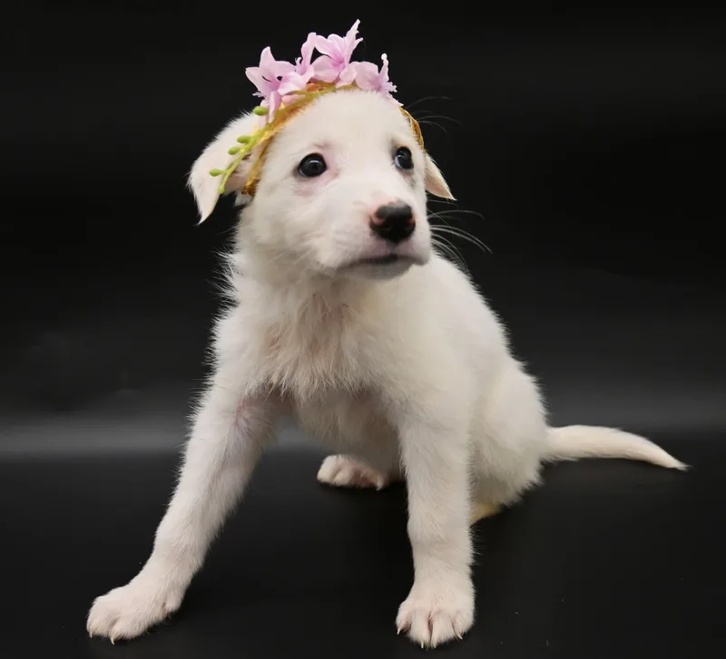 A baby medium-sized female Great Pyrenees dog named Sand Dollar. for adoption in Mobile, AL