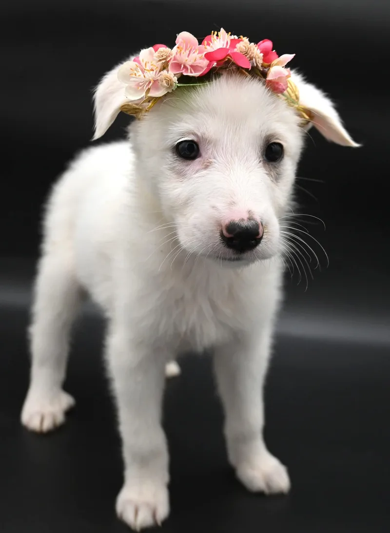 Sand Dollar. thumbnail 2