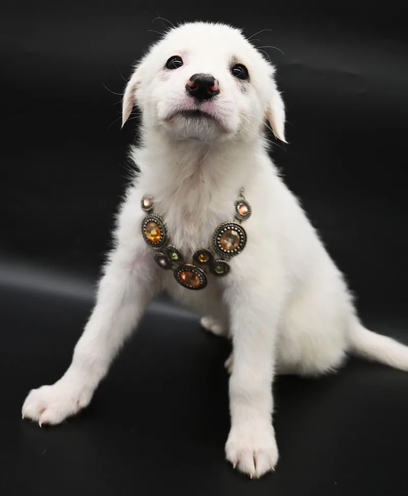 Sand Dollar. thumbnail 3