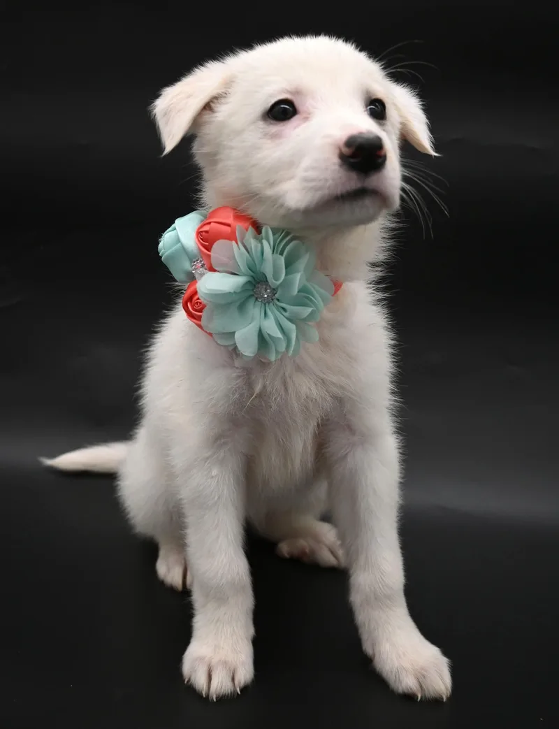 Sand Dollar. thumbnail 4