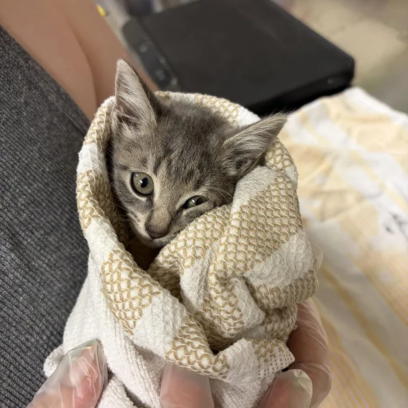 A baby small-sized female Gray / Blue / Silver Domestic Short Hair cat named Felicity for adoption in Asheville, NC