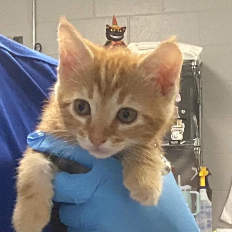 A baby small-sized male Orange / Red Domestic Short Hair cat named Macaroon for adoption in Greenville, SC