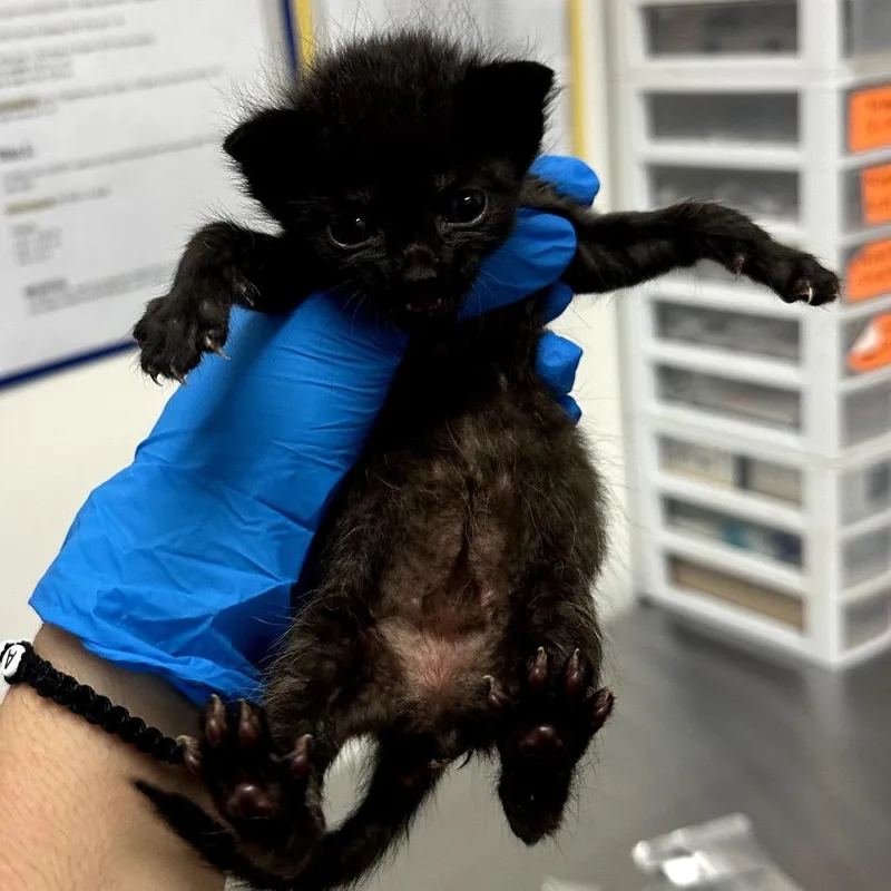A baby small-sized female Domestic Short Hair cat named Nellie N for adoption in Edinburg, TX