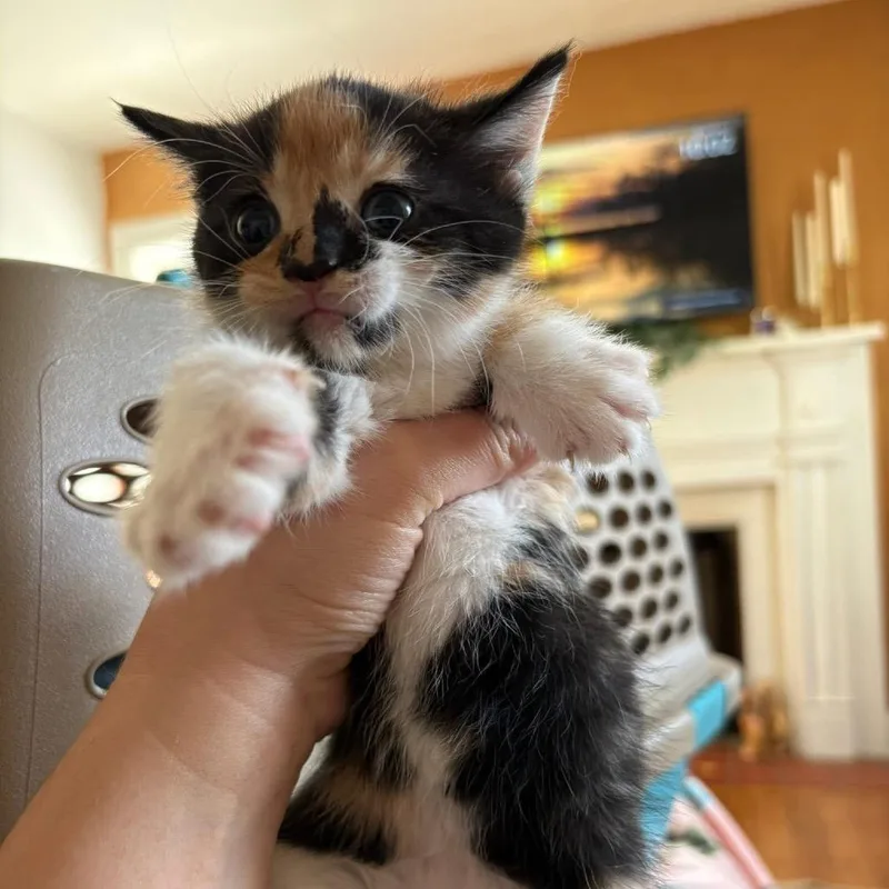 A baby small-sized female Calico Domestic Short Hair cat named Beefy  Layer Burrito for adoption in Johnstown, PA