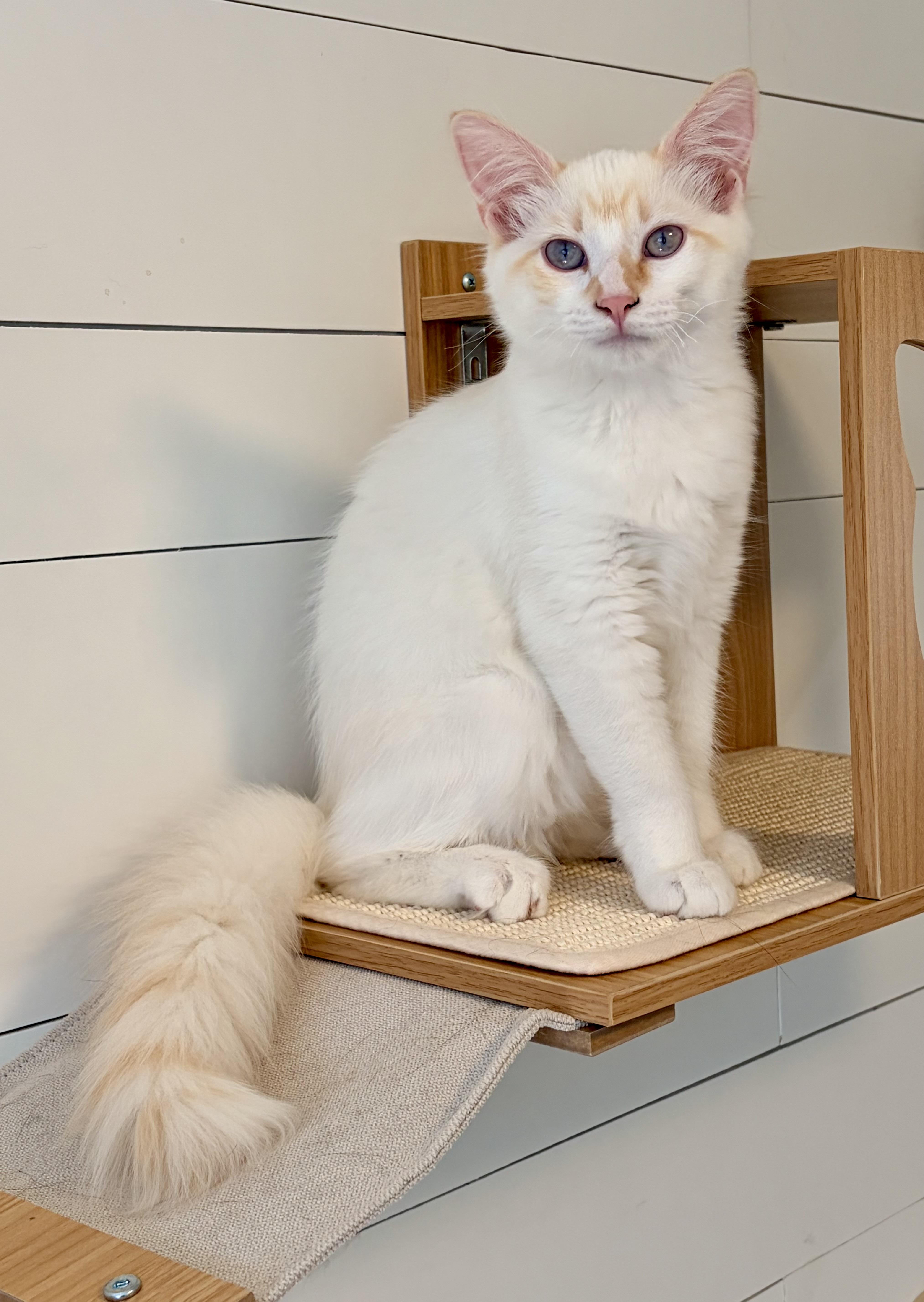 A baby medium-sized male Flame Point Siamese cat named Falkor for adoption in Maple Valley, WA
