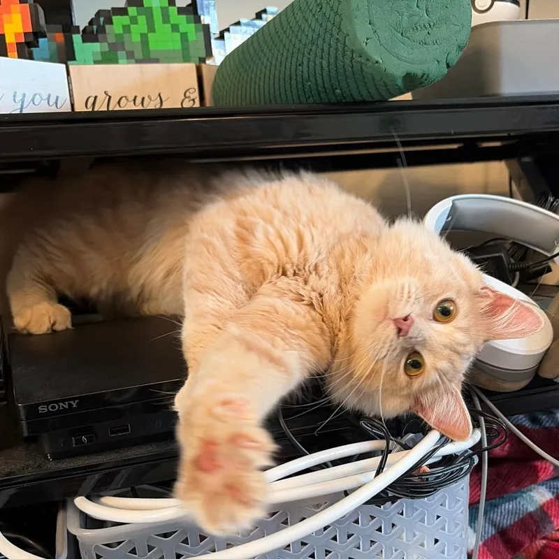 A baby small-sized female Orange / Red Domestic Long Hair cat named Found Th Ave  for adoption in Rochester, MN