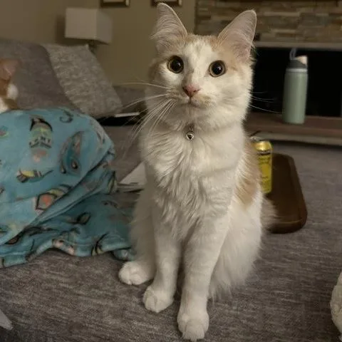 An adult medium-sized female Domestic Long Hair cat named Lyra for adoption in La Grange Park, IL