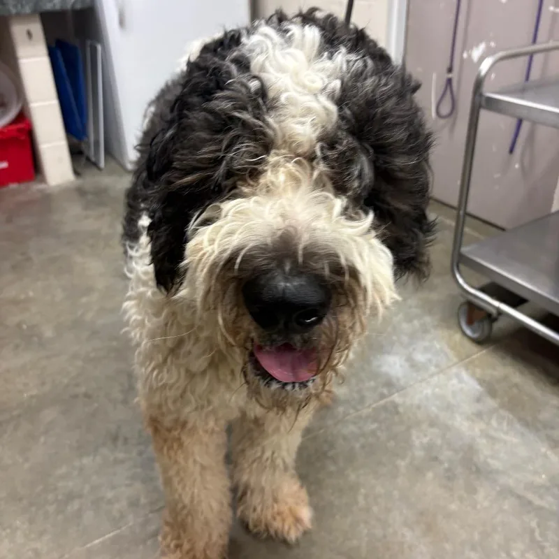 An adult extra large-sized male Black Saint Bernard dog named Javier for adoption in Manhattan, KS