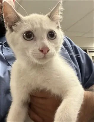 A baby small-sized female Domestic Short Hair cat named Nicki for adoption in Van Nuys, CA