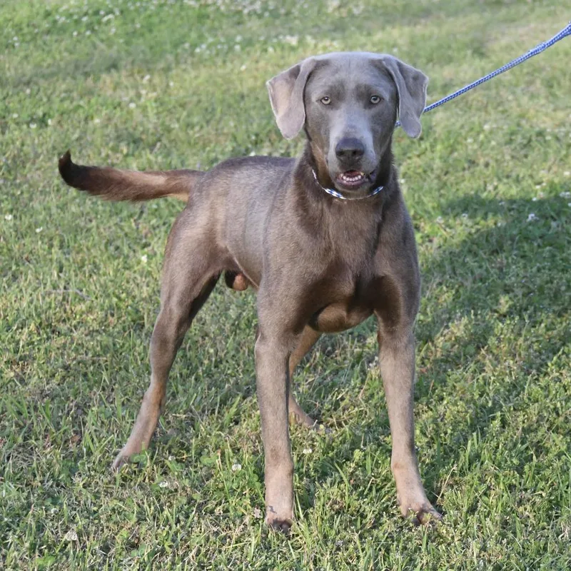 An adult large-sized male Brown / Chocolate Labrador Retriever dog named Gunner for adoption in Natchez, MS
