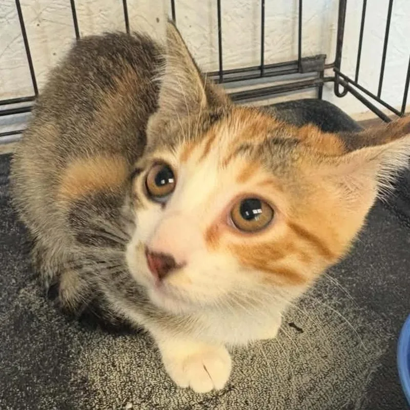 A baby small-sized female Calico Domestic Short Hair cat named Connie Stevens for adoption in Warrensburg, MO