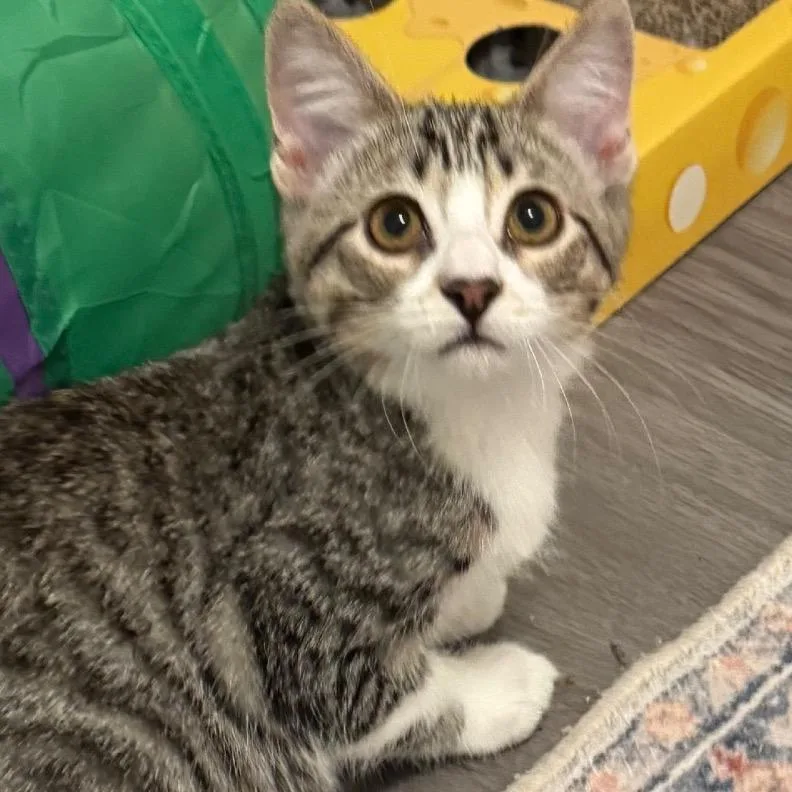 A young small-sized male Brown / Chocolate Domestic Short Hair cat named Mason for adoption in Frederick, MD