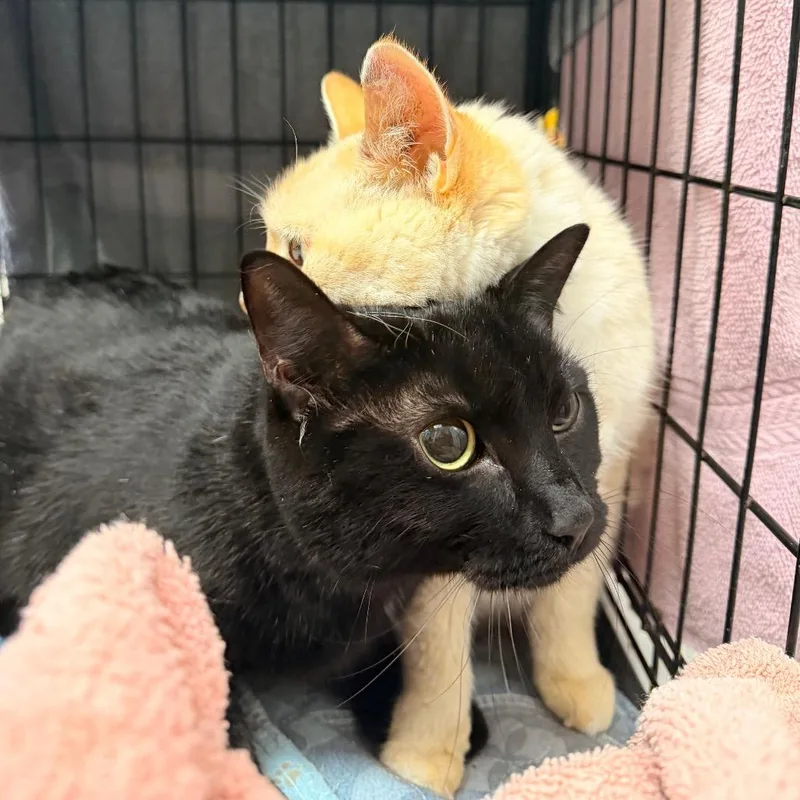 An adult medium-sized female Black Domestic Short Hair cat named Winifred for adoption in Indianapolis, IN