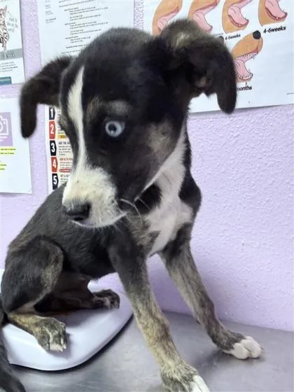 A baby medium-sized male Black Mixed Breed dog named 61395095 for adoption in El Paso, TX