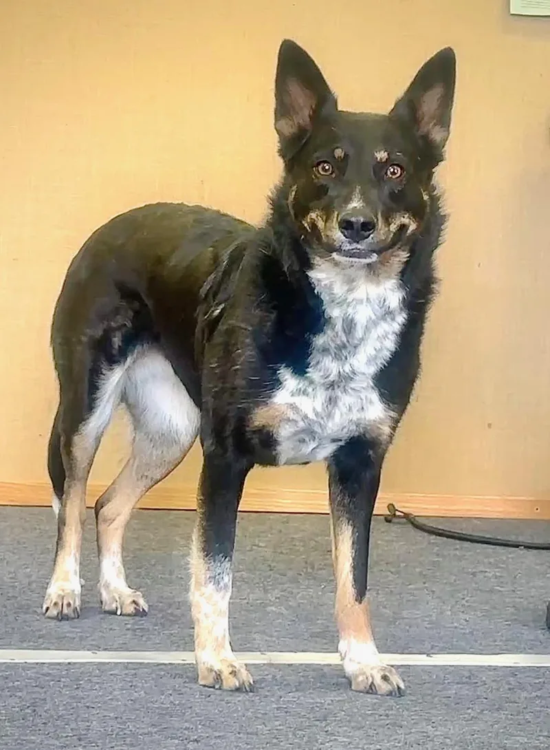 An adult medium-sized female Tricolor (Brown, Black, & White) Cattle Dog named Minty for adoption in Bend, OR