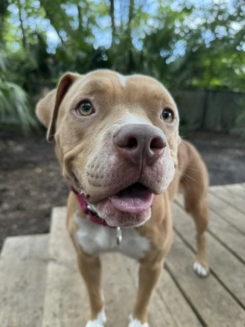 A young medium-sized female Yellow / Tan / Blond / Fawn Mixed Breed dog named Esmerelda for adoption in Charleston, SC