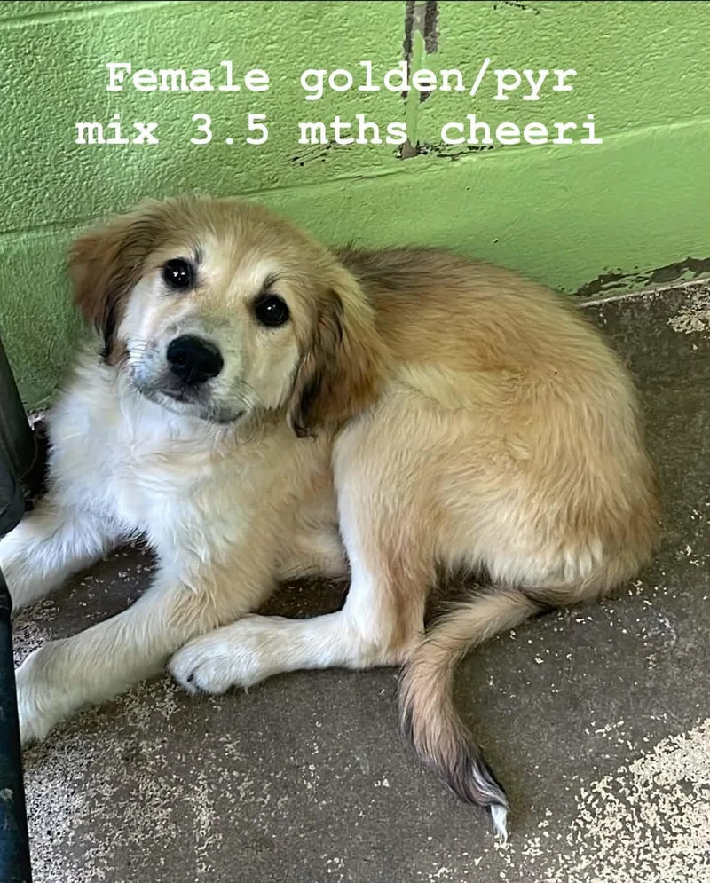 Cheeri