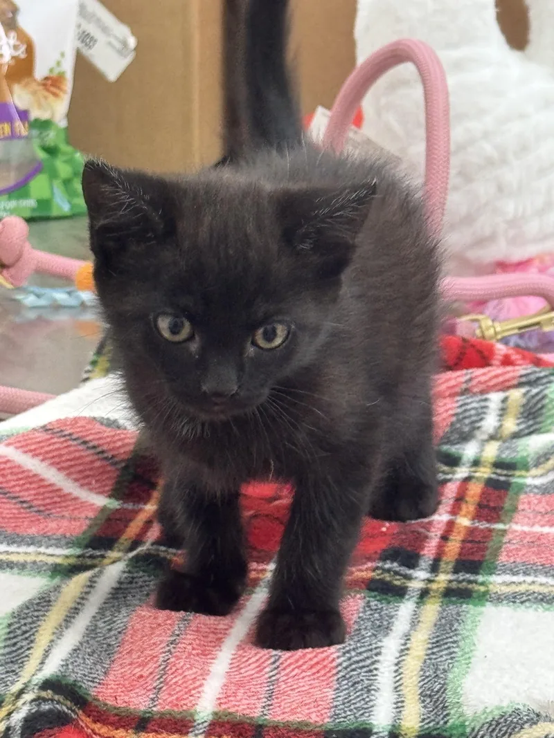 A baby medium-sized female Black & White / Tuxedo Domestic Short Hair cat named Clark for adoption in Sonora, CA