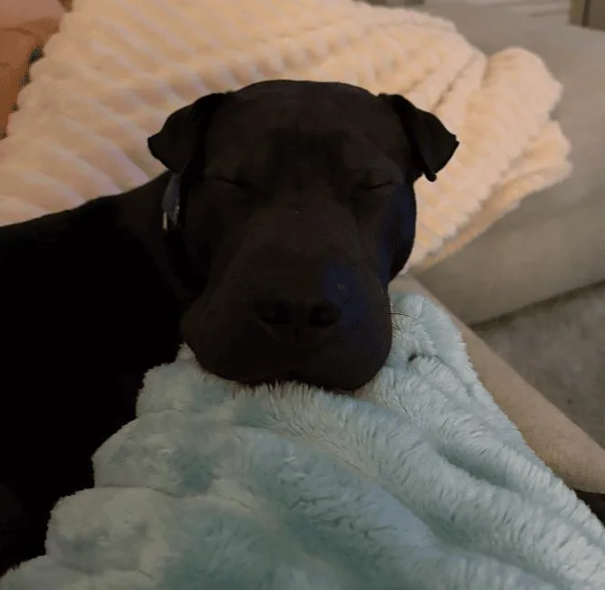 An adult medium-sized male Shar-Pei dog named Moose for adoption in Rockwall, TX