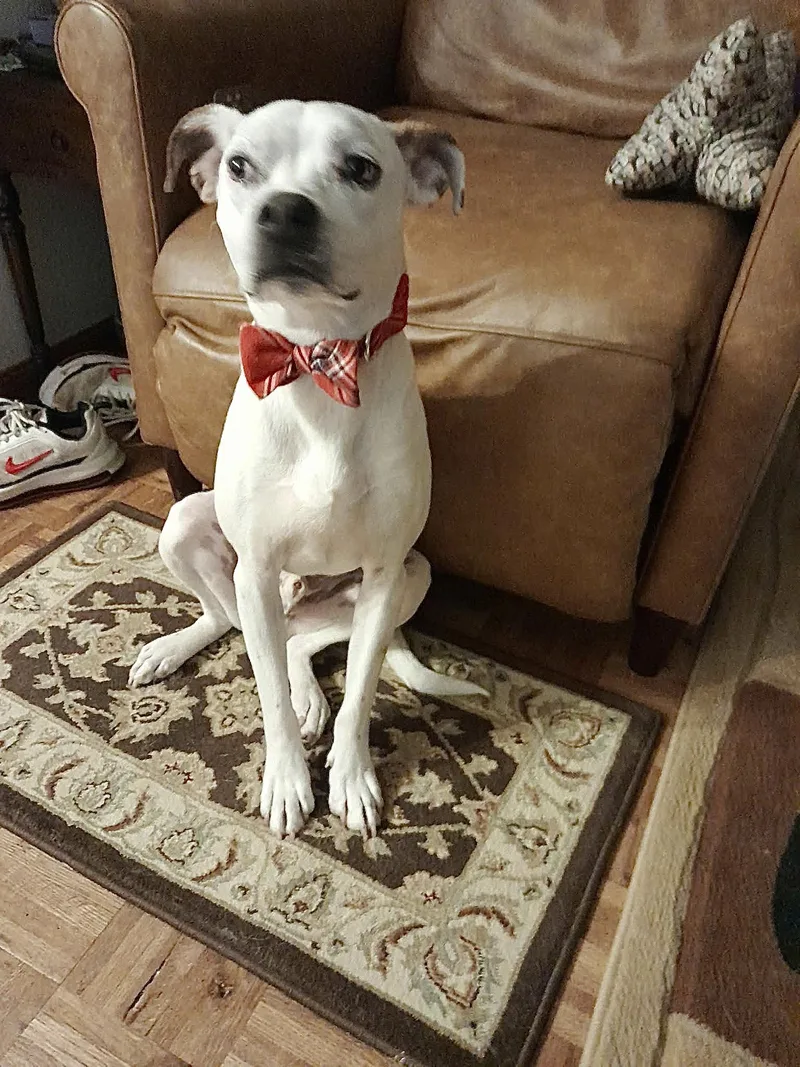 A young medium-sized male White / Cream Boxer dog named Spike for adoption in Austin, TX