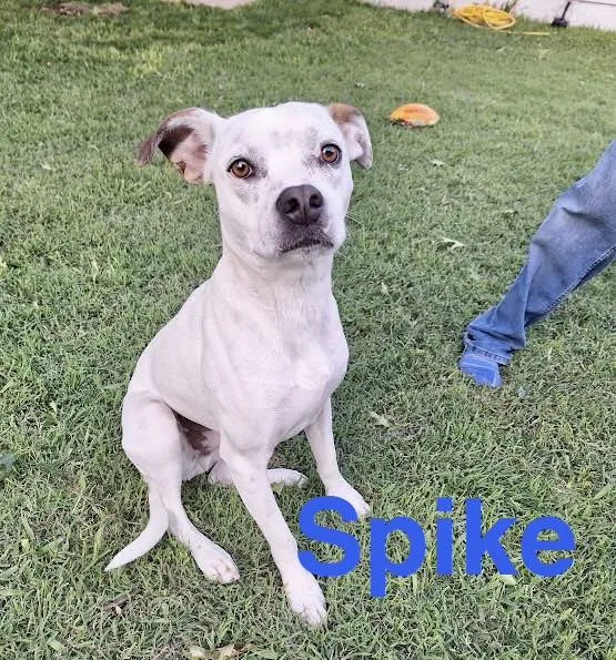 Spike thumbnail 2